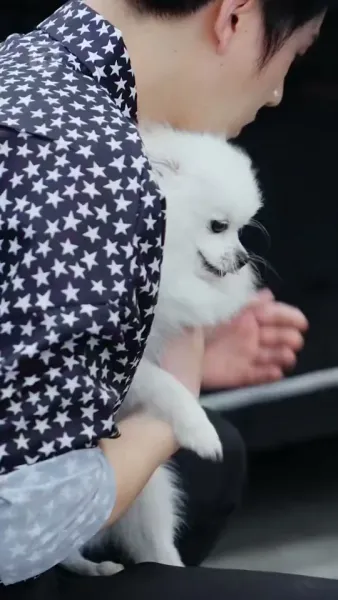 ปีศาจแมวของนายท่าน