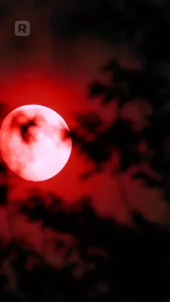 ปีศาจแมวของนายท่าน