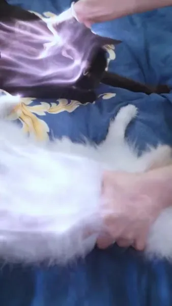 ปีศาจแมวของนายท่าน