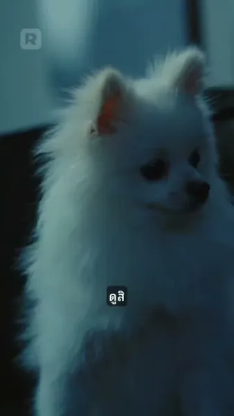 ปีศาจแมวของนายท่าน