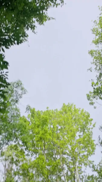 รักแลกชีวิตสายลม