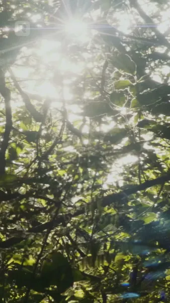 หลงรักอัลฟ่า