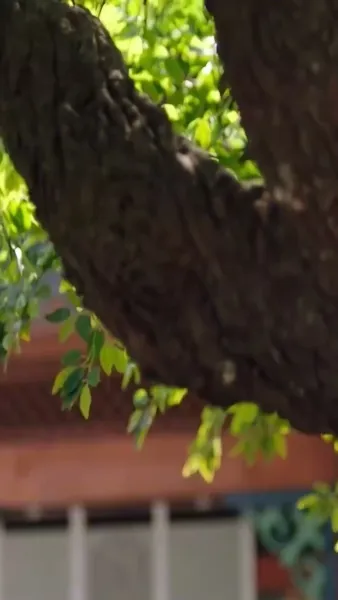 ตระกูลแกร่งที่สุด