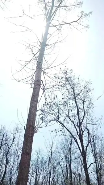 เบบี้ปลาคาร์ฟแห่งเกียวโตใต้จันทร์