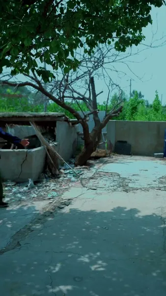 หลุมศพ พังพอนสีเหลือง