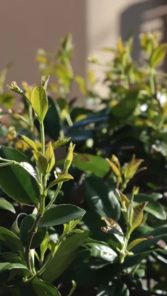 คู่ชีวิตที่ไม่ต้องการ