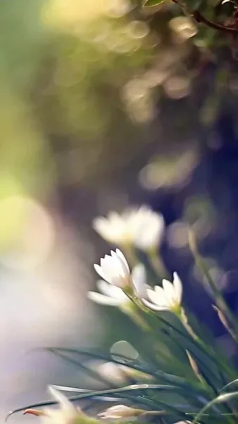 ความผันผวนของชีวิต