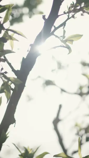 รักที่ต้องจากลา