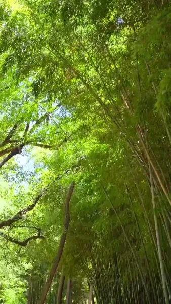 หญิงใบ้ซ่อนรัก