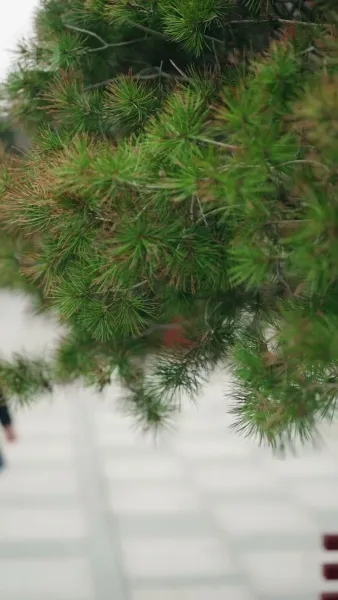 คุณหนูตัวจริง คัมแบ็กทวงคืน