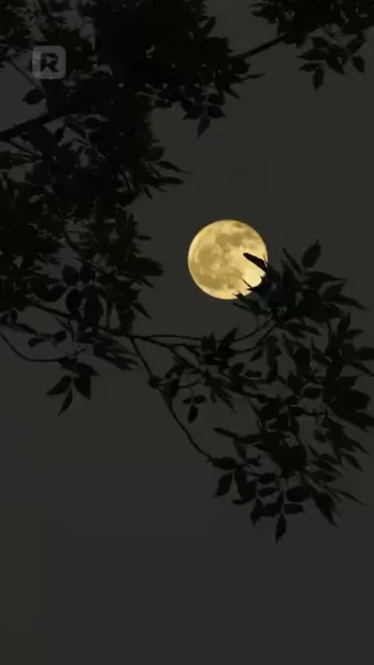 คุณหนูตัวจริง คัมแบ็กทวงคืน