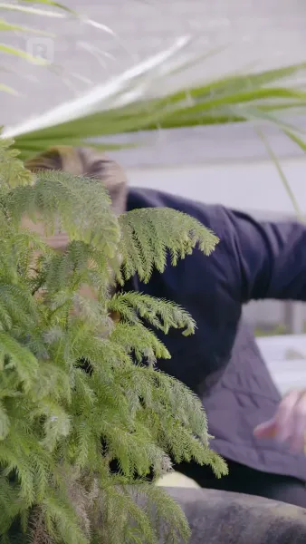 ยุครุ่งเรืองของอรอุมา