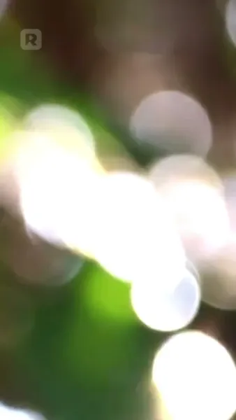 เจ้าหญิงเจ้าสาวหนี