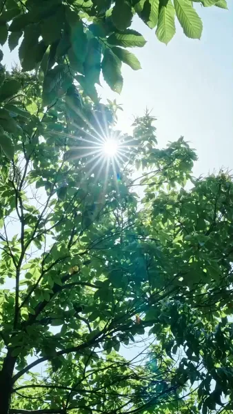 ขอเป็นเกราะป้องกันเธอ