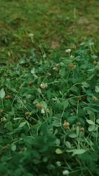 โชคชะตาพบพาให้เจอ(พากย์ไทย)