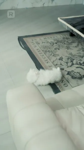 การแก้แค้นของ เจ้าหญิงนิทรา