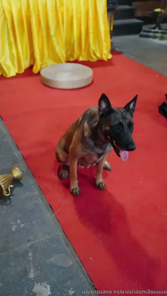 [พากย์ไทย]มังกรคอยรัก