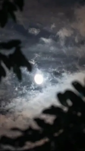 เลี้ยงให้เชื่อง