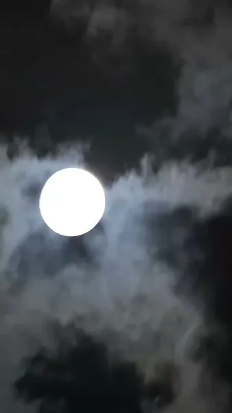 หวานใจนายมาเฟีย